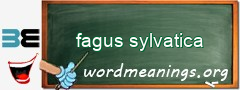 WordMeaning blackboard for fagus sylvatica